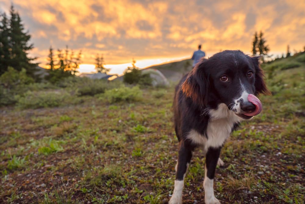 A dog casually enjoying the rocky mountain sunset
